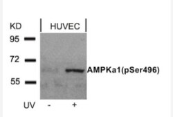 AMPK alpha 1, p Ser496 Antibody, Novus Biologicals 0.025 mL; Unconjugated:Antibodies,